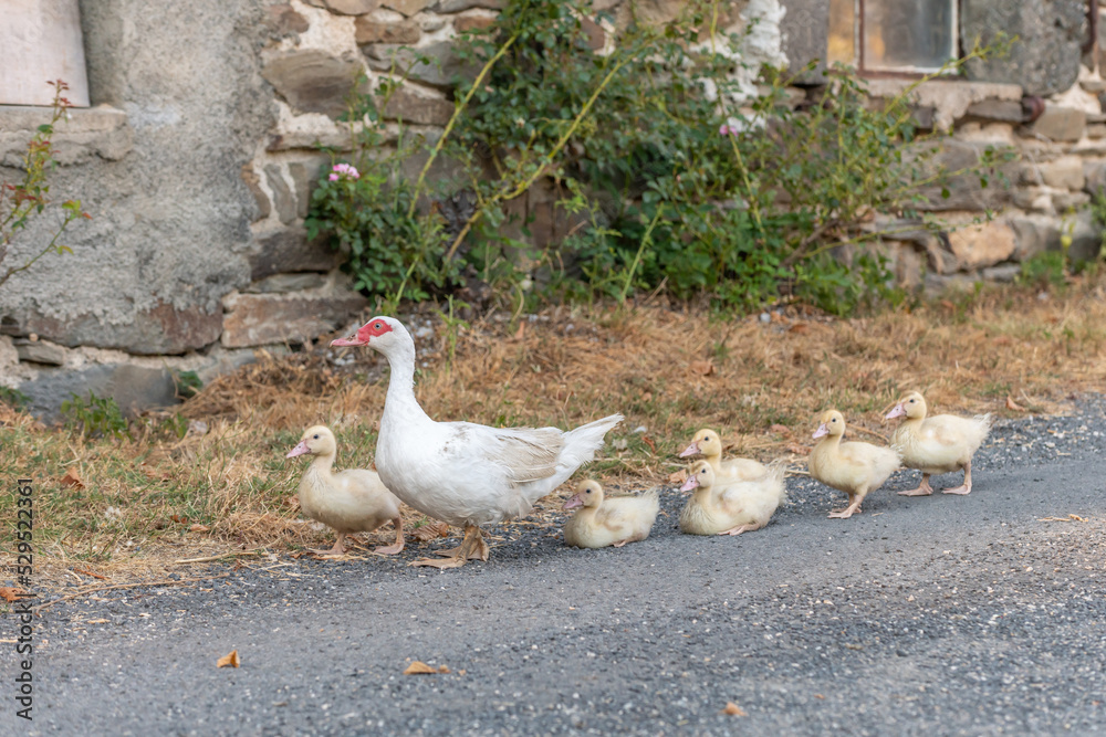 White duck female followed by her chicks on farm. White duck female followed by her chicks on farm.