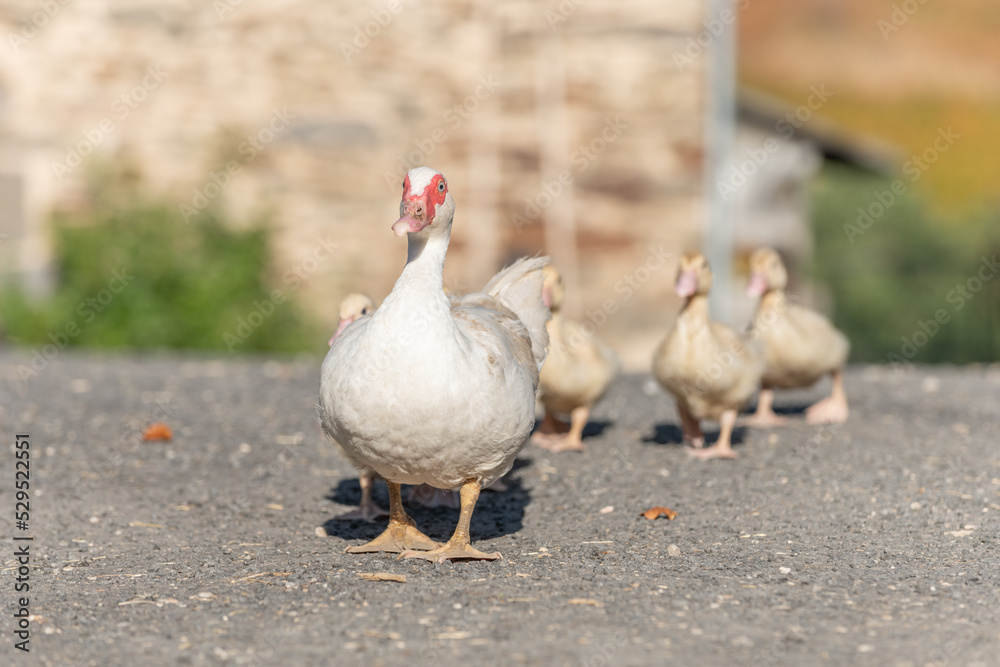White duck female followed by her chicks on farm. White duck female followed by her chicks on farm.