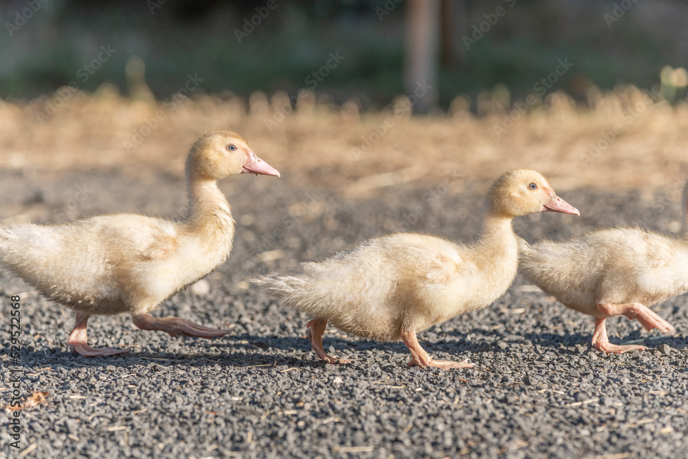 Duck chicks family walking together on farm. Duck chicks family walking together on farm.