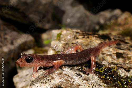 Brown cave salamander // Genés Höhlensalamander (Atylodes genei, Speleomantes genei - Type A) - Sardinia, Italy