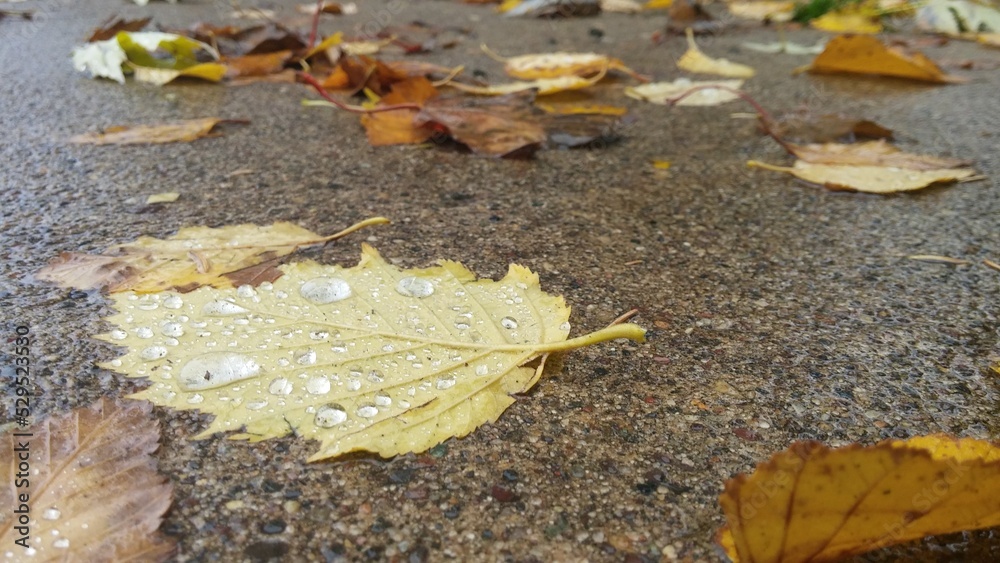 Obraz premium Yellow leaf with rain drops 