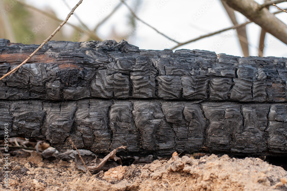 close-up of burnt log for use as background. metall details on the surface of charcoal. close-up of burnt log for use as background. metall details on the surface of charcoal.