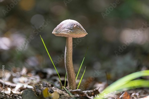 Closeup a birch bolete mushroom (Leccinum scabrum) in the sunlight photo