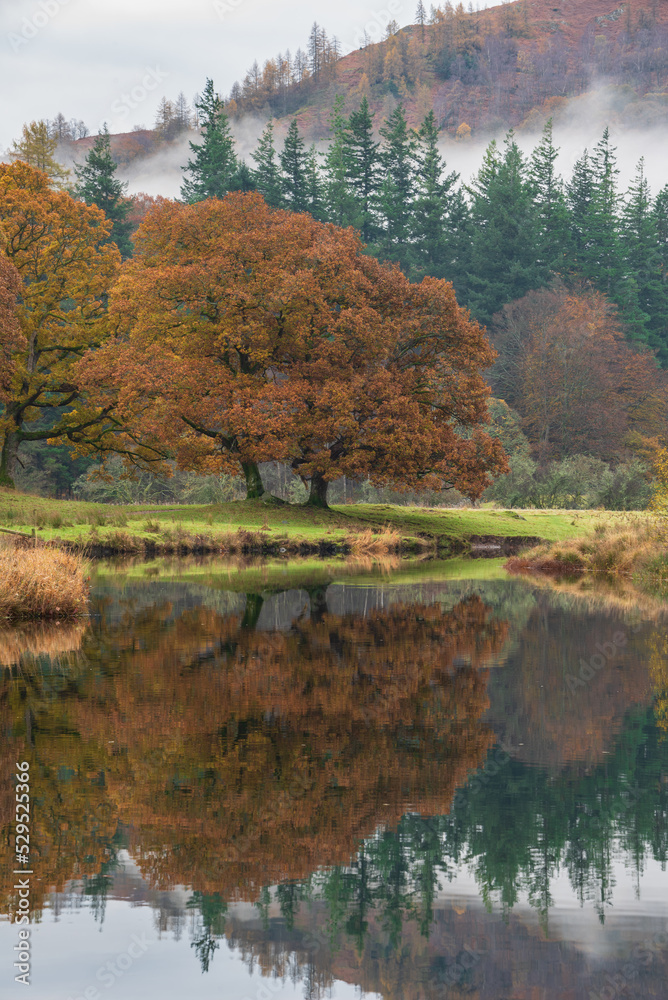 Beautiful Autumn landscape image of River Brathay in Lake District lookng towards Langdale Pikes with fog across river and vibrant woodlands Beautiful Autumn landscape image of River Brathay in Lake District lookng towards Langdale Pikes with fog across river and vibrant woodlands
