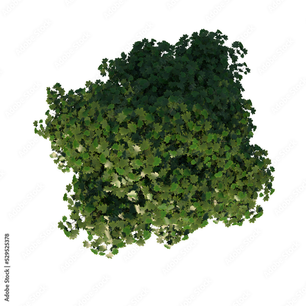 Fototapeta premium Top view tree (Young Real Maple 1) png