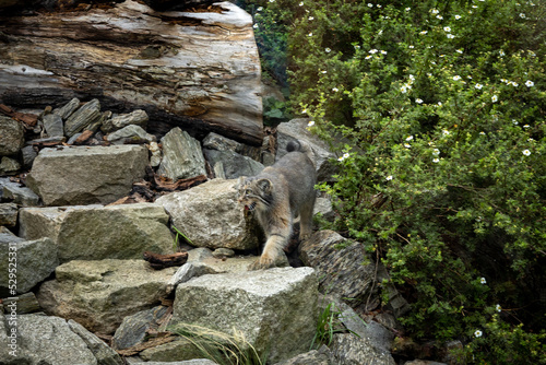 A wild gray Pallas's cat (manul) among the rocks. 