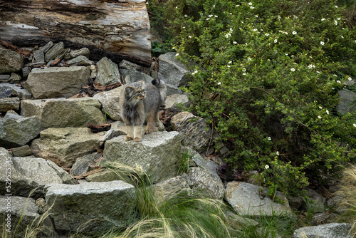 A wild gray Pallas's cat (manul) among the rocks. 