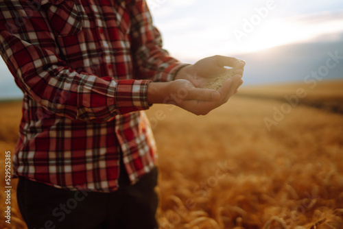 The Hands Of A Farmer Close-up Holding A Handful Of Wheat Grains In A Wheat Field. Agriculture, gardening or ecology concept.