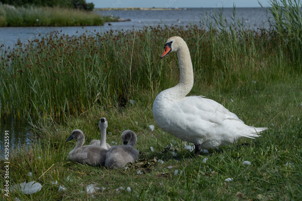 Obraz premium Swans at the sea