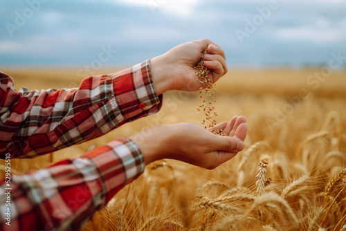 The Hands Of A Farmer Close-up Holding A Handful Of Wheat Grains In A Wheat Field. Agriculture, gardening or ecology concept.