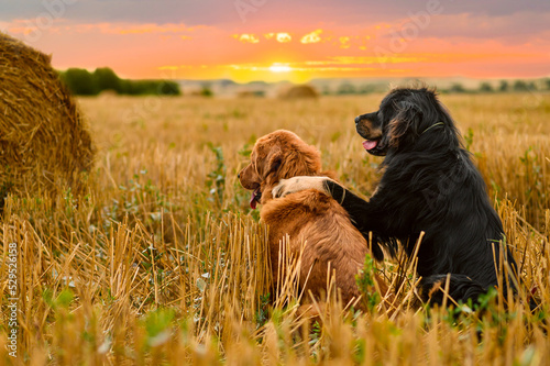 Photography Two dogs sit in an embrace on the field and look at the sunset