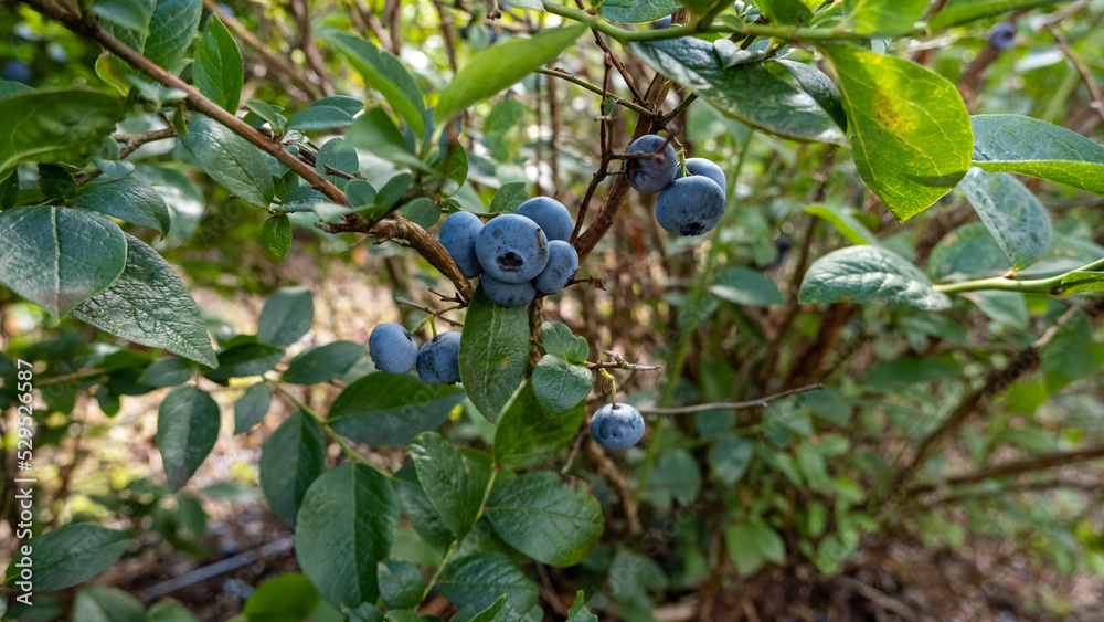 Big, ripe cultivated blueberries or highbush blueberries growing on branches of blueberry bush surrounded with green leaves in bright sunlight Big, ripe cultivated blueberries or highbush blueberries growing on branches of blueberry bush surrounded with green leaves in bright sunlight