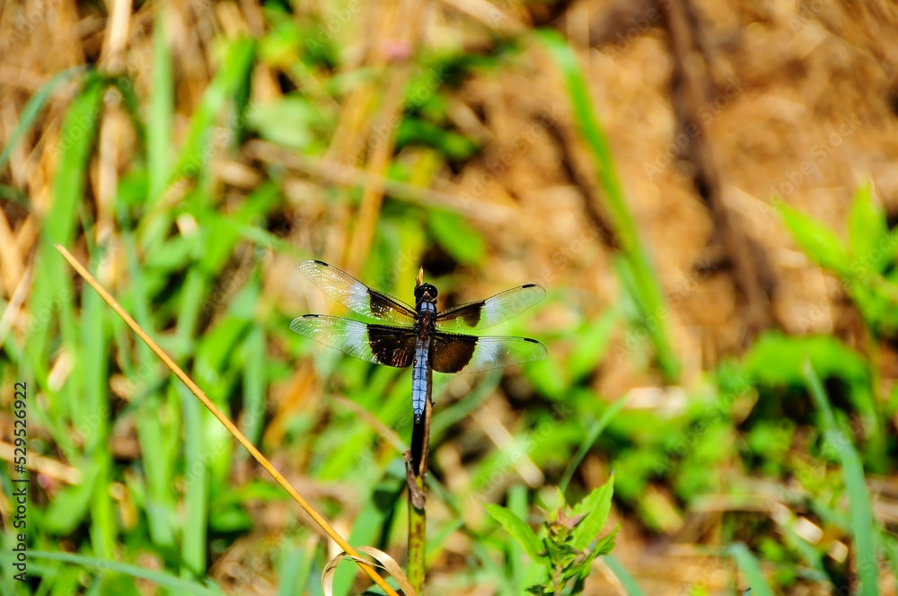 dragonfly on the grass dragonfly on the grass