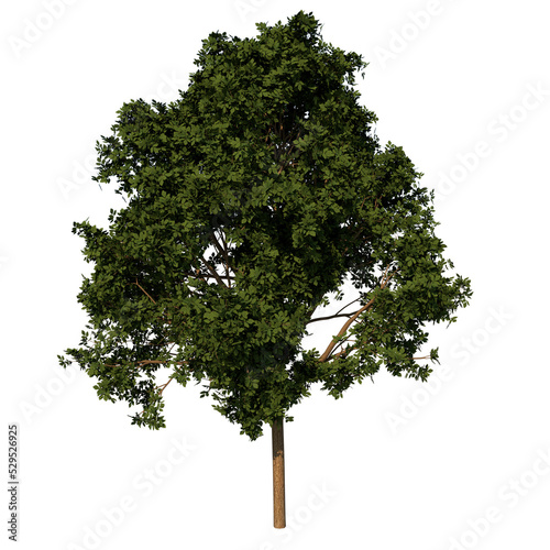 Front view tree (adolescent common maple 3) png 