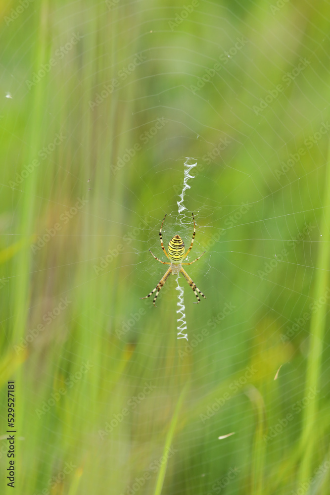 A wasp spider in a large web on a background of green grass on a sunny day. Argiope bruennichi. A wasp spider in a large web on a background of green grass on a sunny day. Argiope bruennichi.