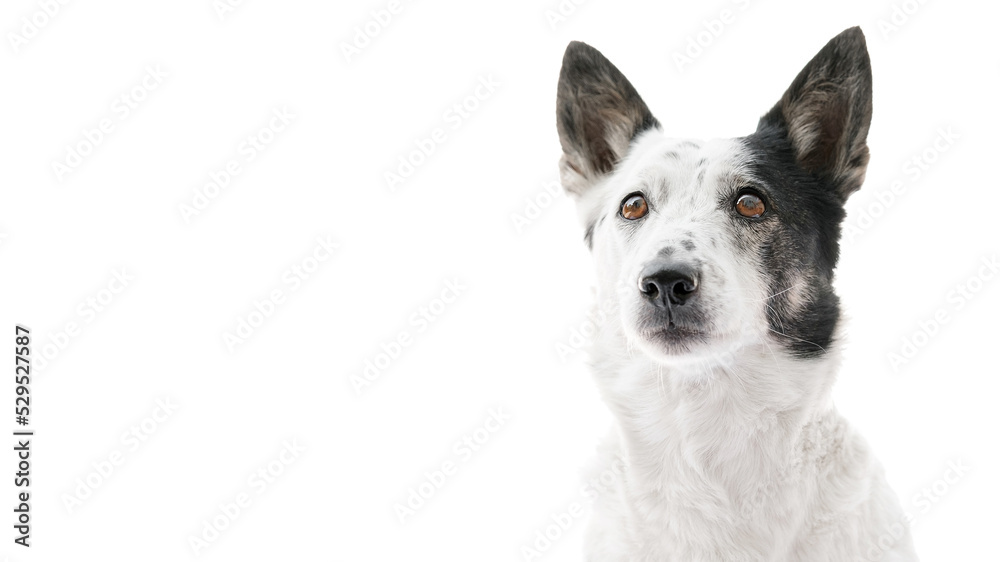 Portrait of a cute black and white dog sitting, looking up. Isolated on white, copy space on left side. Portrait of a cute black and white dog sitting, looking up. Isolated on white, copy space on left side.