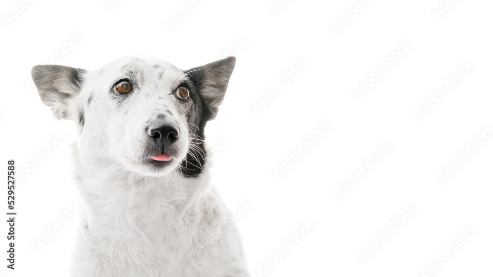 Portrait of a beautiful black and white dog lying, sticking the tip of her tongue, looking to the side. Isolated on white.
