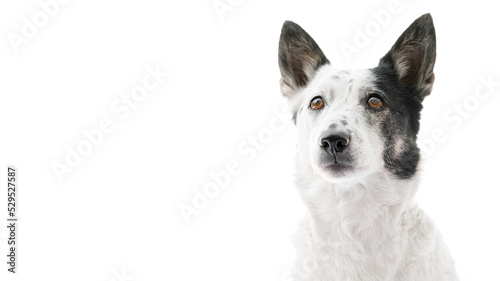 Portrait of a cute black and white dog sitting, looking up. Isolated on white, copy space on left side.