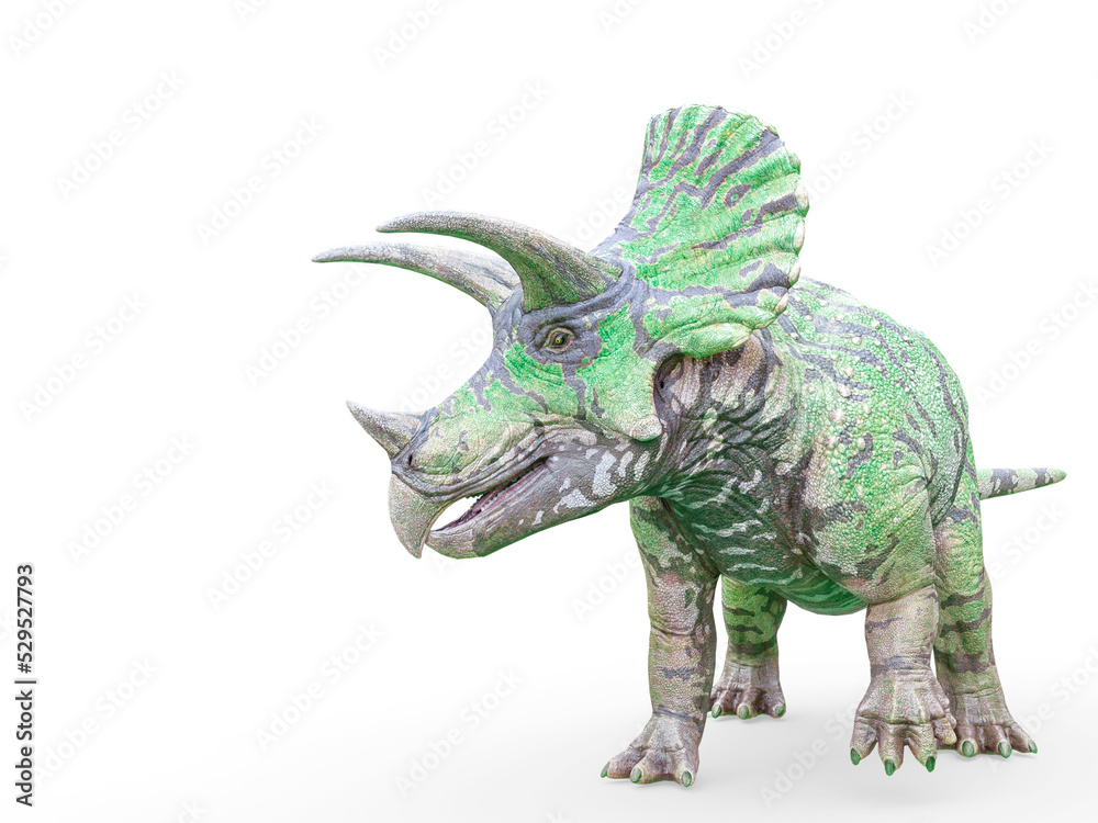 Fototapeta premium triceratops on white background pose one