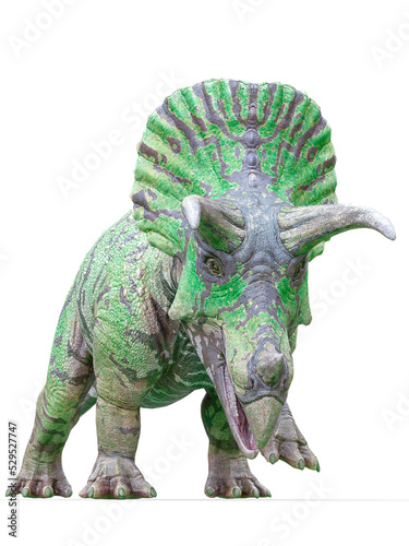 triceratops is coming on white background