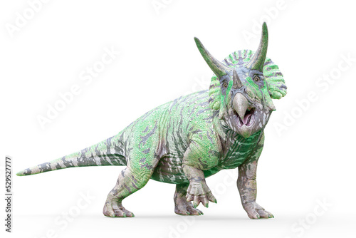 triceratops looking for food on white background