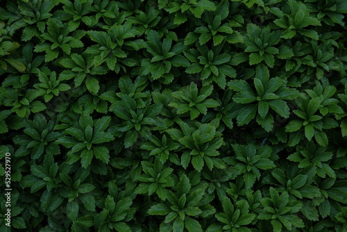 Dark plant texture