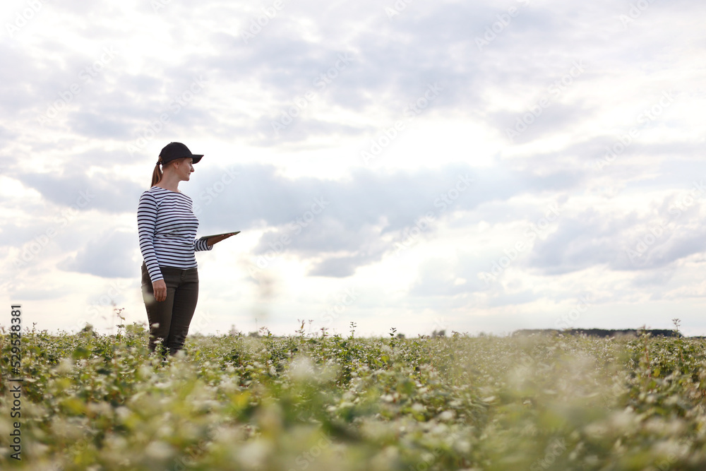 a female agronomist with a tablet checks the growth of a field with buckwheat flowers. the woman examines the field and enters the data into a digital tablet. Modern agribusiness. a female agronomist with a tablet checks the growth of a field with buckwheat flowers. the woman examines the field and enters the data into a digital tablet. Modern agribusiness.