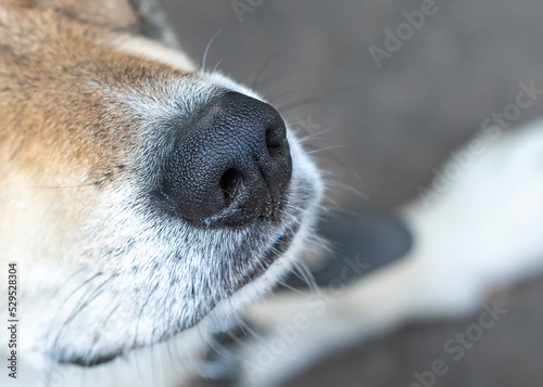 Photo Black nose  of white black and orange coloured mongrel dog