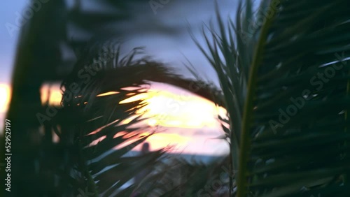 Winter palm trees at sunset, foliage swaying in the wind photo
