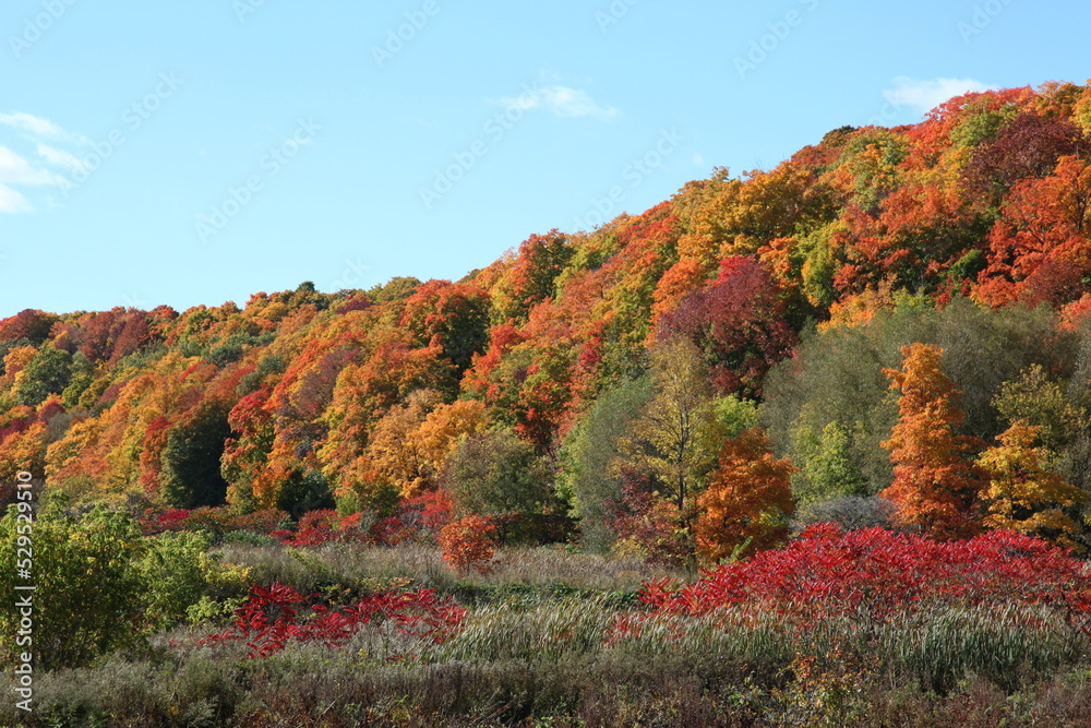 Herbstwald mit verschiednen Ahornbäumen in Kanada Herbstwald mit verschiednen Ahornbäumen in Kanada