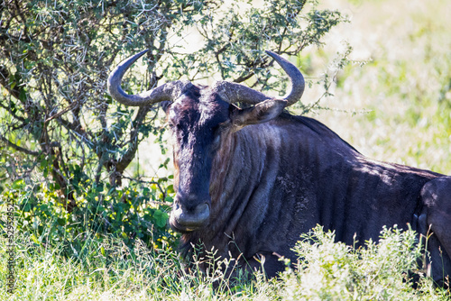 Portrait of wildebeest in the African savannah of South Africa in Kruger National Park, these animals live wildly together with antelopes and zebras.