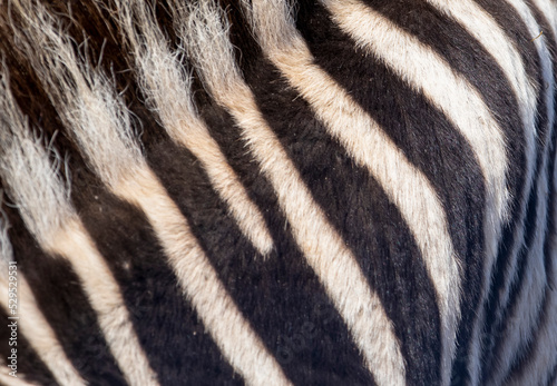 Skin of a zebra in the African savannah of South Africa in Kruger National Park, these herbivorous animals are abundant in Africa and very attractive for safaris. photo