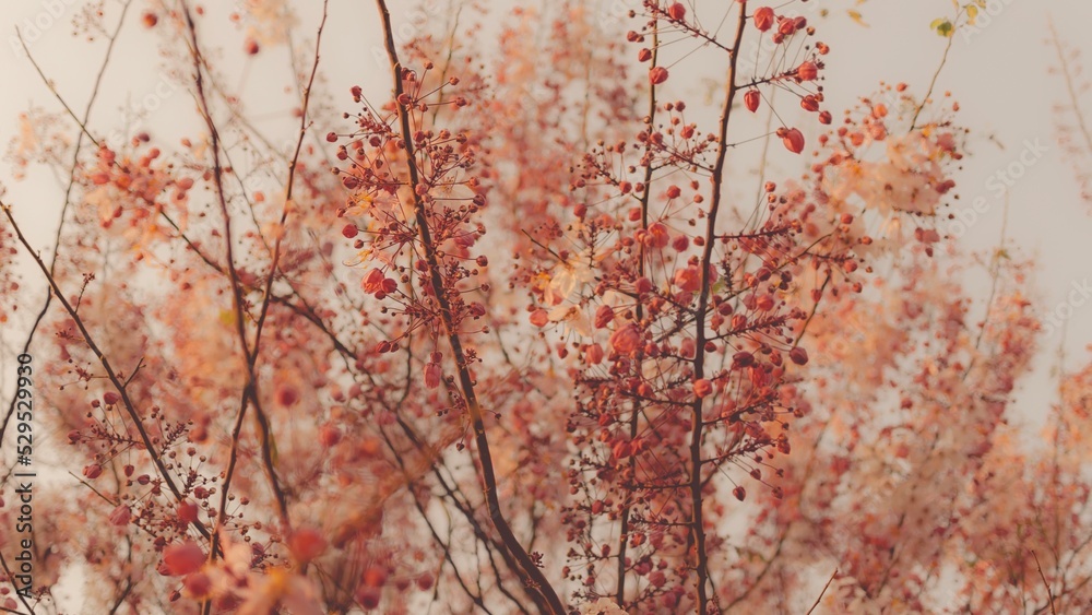 Pink flowers