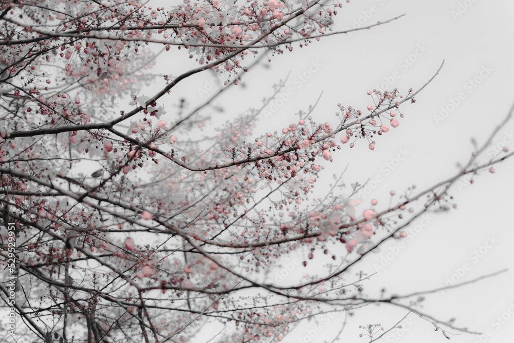 blossom in autumn blossom in autumn