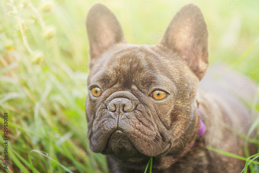 A young dog on a background of green grass. The dog is black and brindle of the French bulldog breed