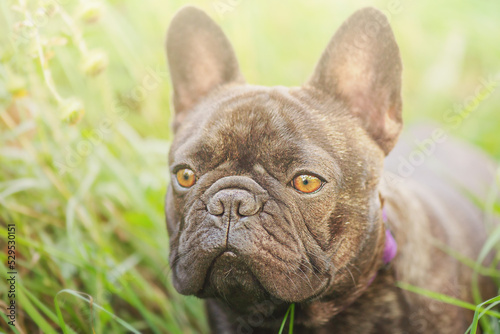 A young dog on a background of green grass. The dog is black and brindle of the French bulldog breed © Lesia