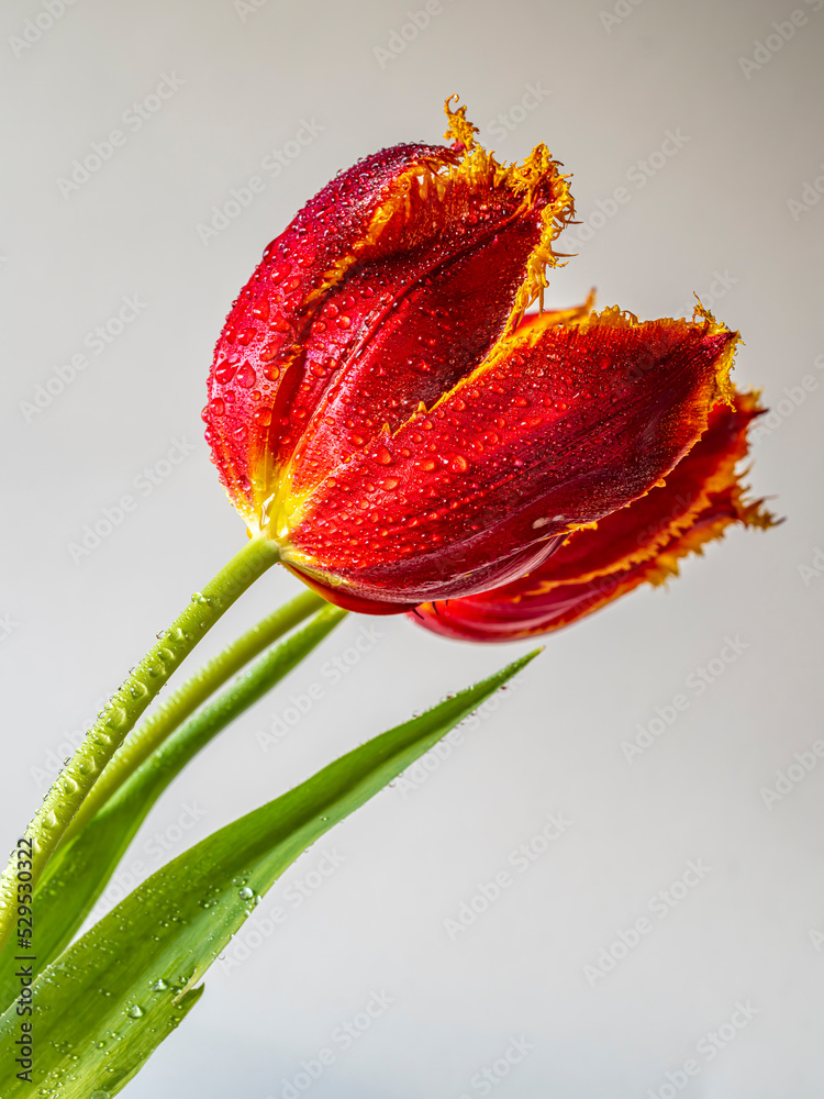 Tulip