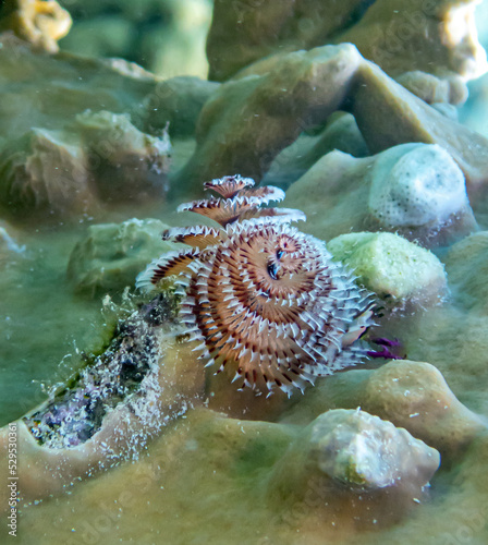 Spirobranchus giganteus, Christmas tree worms photo