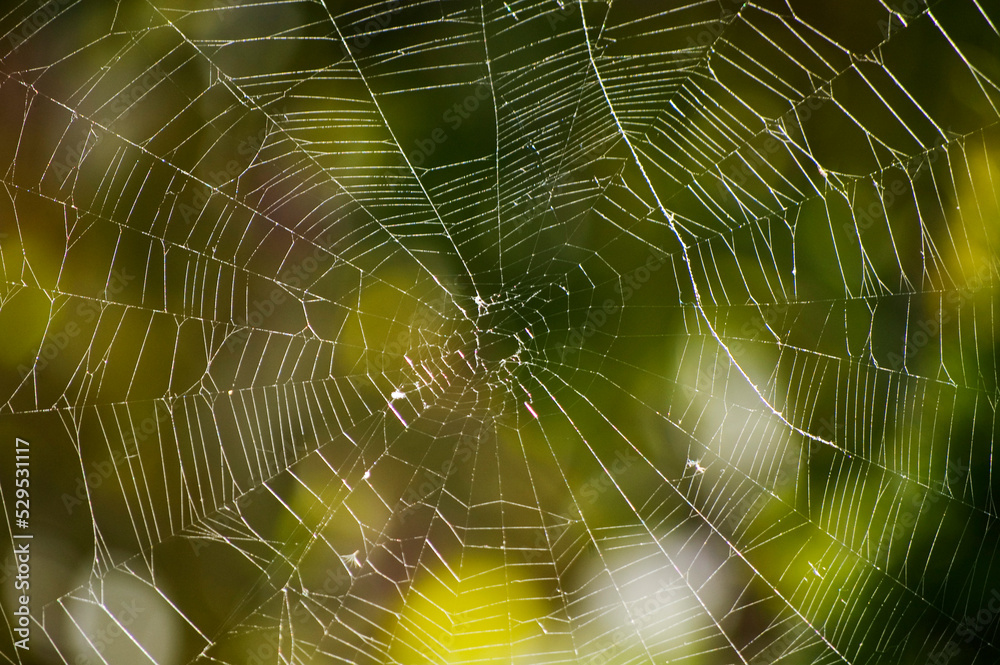 Spider web close up on a blurred background. Spider web close up on a blurred background.