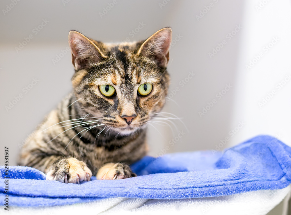 A shorthair cat with patched tortoiseshell tabby markings lying on a blanket and looking down