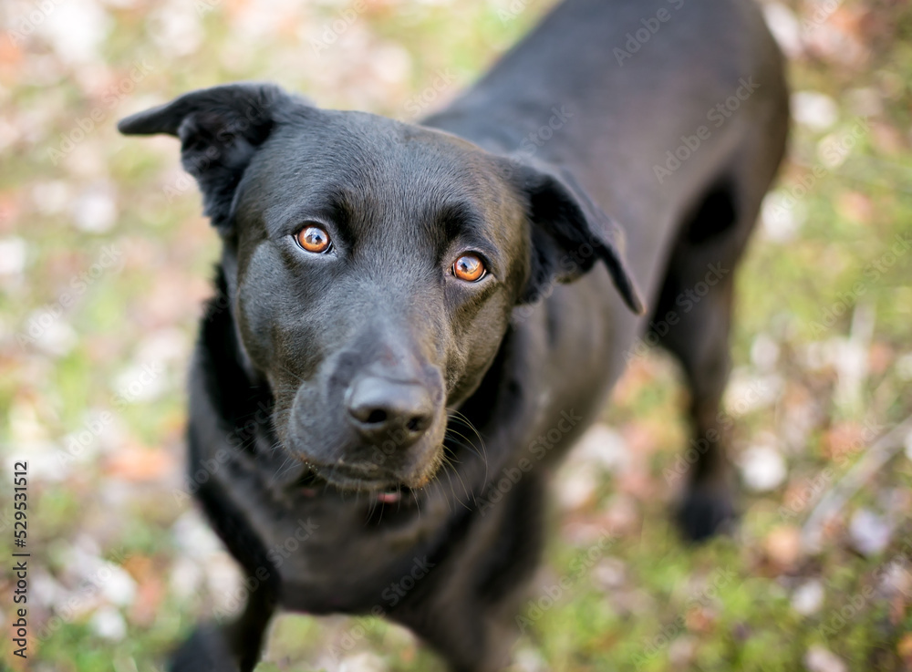 A black Labrador Retriever mixed breed dog looking up at the camera A black Labrador Retriever mixed breed dog looking up at the camera