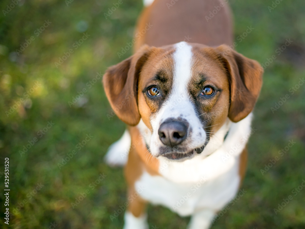 A brown and white Beagle mixed breed dog looking up at the camera