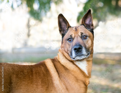 A German Shepherd mixed breed dog looking alert outdoors