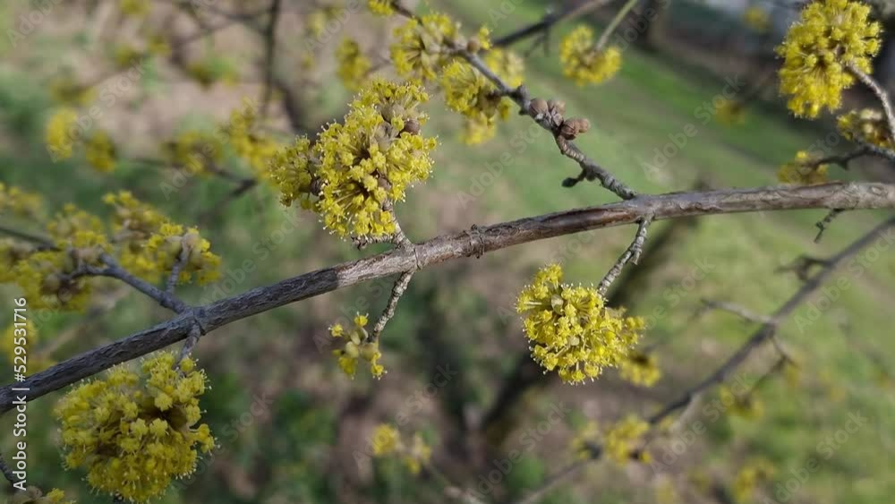 Yellow dogwood flowers on the branches. Spring theme. Yellow dogwood flowers on the branches. Spring theme.