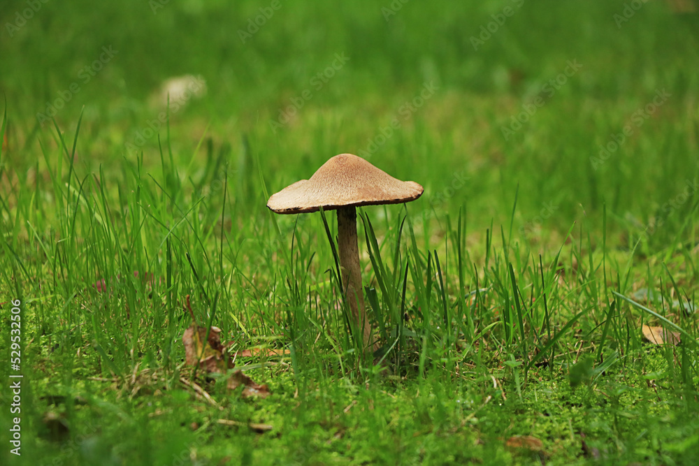 Lonely mushroom in meadow at fall season. Lonely mushroom in meadow at fall season.