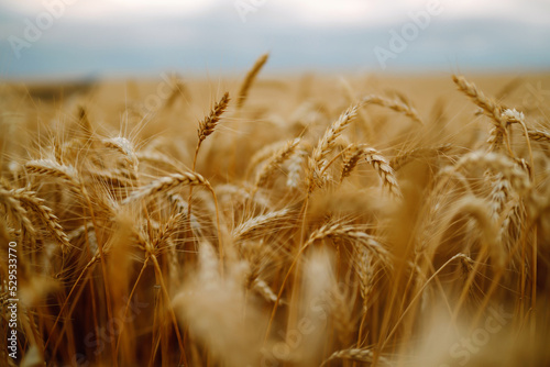 Golden wheat field and blue sky. Growth nature harvest. Agriculture farm.