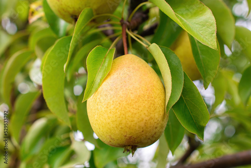 Ripe pear on a branch close up