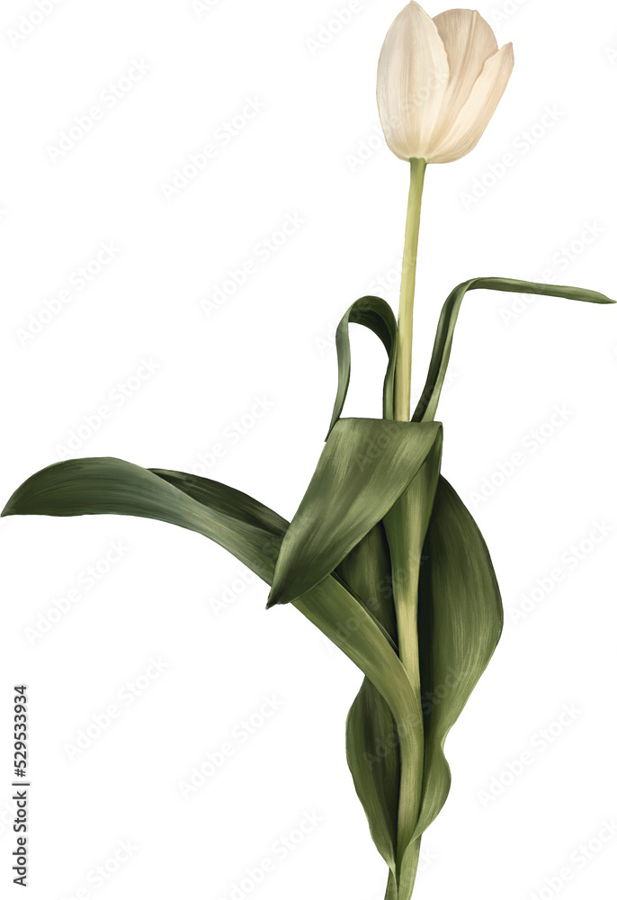 Single white tulip flower with green stem and leaves, isolated ...
