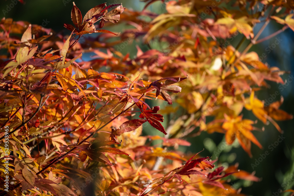 Acer japonicum, the Amur maple, Japanese-maple or fullmoon maple, is a species of maple native to Japan, and also southern Korea. Orange purple yellow green leaves Acer japonicum, the Amur maple, Japanese-maple or fullmoon maple, is a species of maple native to Japan, and also southern Korea. Orange purple yellow green leaves