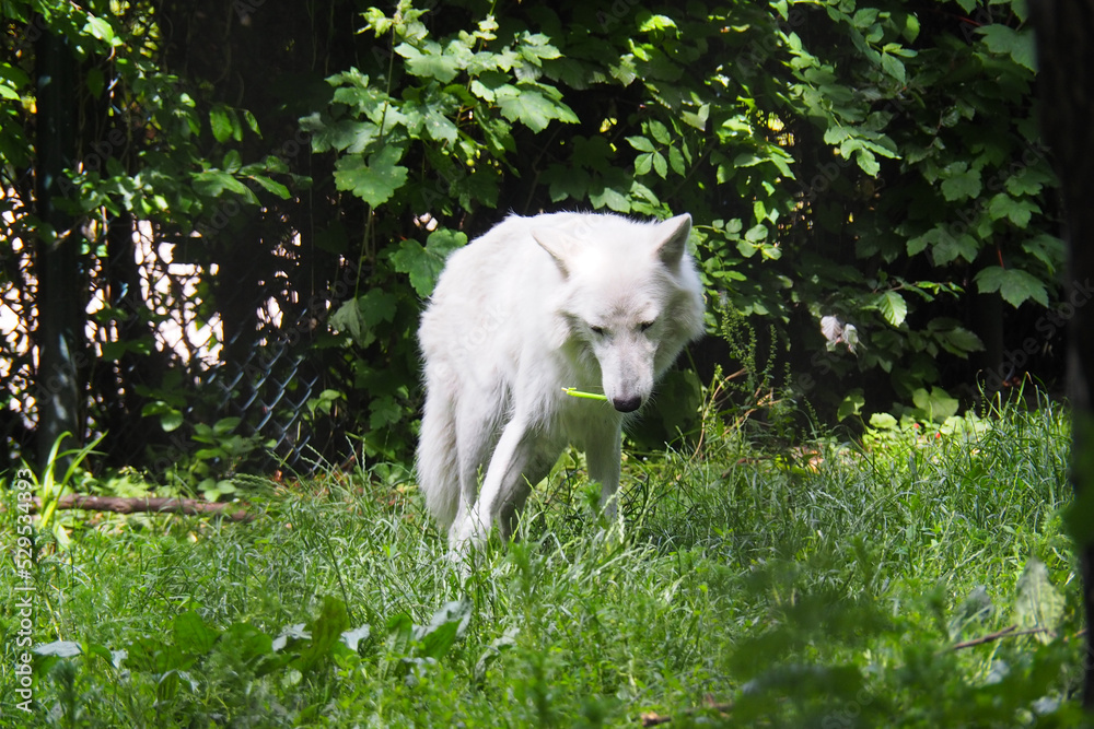 Adorable Arctic wolf standing in a grass Adorable Arctic wolf standing in a grass